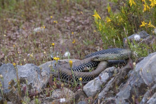 Lizard snake, European lizard snake, Malpolon monspessulanus, Montpellier snake, critters, Extremadura, reptilia, reptiles, snakes, snakes, Spain