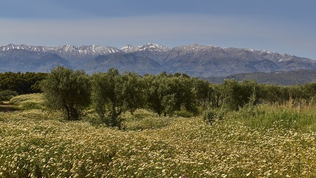 Aptera, spring, spring meadows, crown usherflower (Glebionis Coronaria), Souda, trees, White Mountains, Lefka Ori, snow-capped mountains, Chania, West Crete, island of Crete, Greece