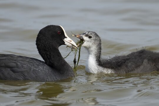 Eurasian coot (Fulica atra) adult parent bird feeding a juvenile baby bird plant vegetation on a lake, England, United Kingdom