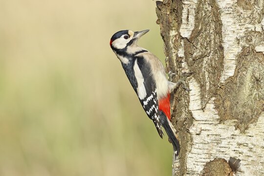 Great spotted woodpecker (Dendrocopus major), male, foraging on the trunk of a common birch (Betula pendula), wildlife, woodpeckers, nature photography, autumn, Wilnsdorf, North Rhine-Westphalia, Germany