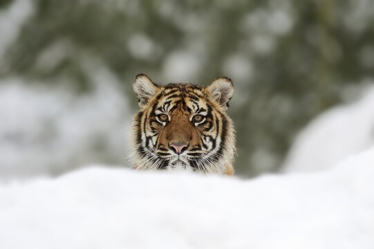 Sumatran tiger (Panthera tigris sumatrae) in the snow, captive, native to Sumatra, Indonesia