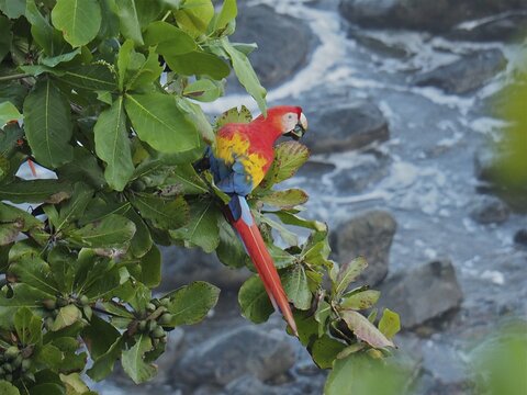 Scarlet macaw (Ara macao), Manuel Antonio National Park, Costa Rica, Central America