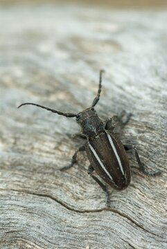 Neodorcadion bilineatum, bilineatum, longhorn beetle, Greece, high size, portrait format, insects, beetles