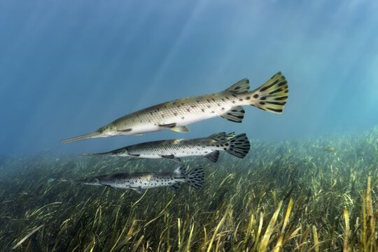 Florida Bone Pike (Lepisosteus platyrhincus), three, swimming over underwater plants, Rainbow River, Rainbow Springs State Park, Dunnelon, Florida, USA