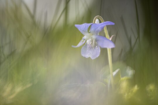 Heath dog-violet (Viola canina), Emsland, Lower Saxony, Germany