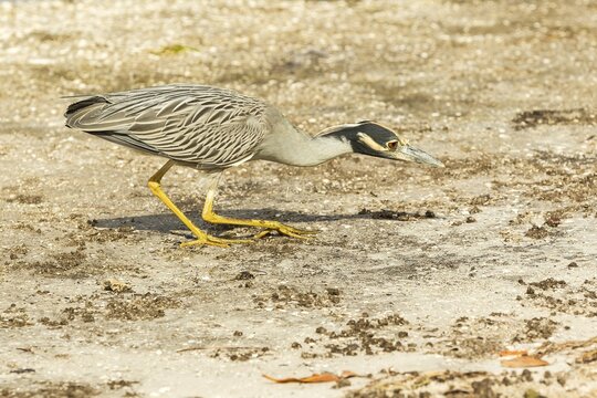 Yellow-crowned night heron (Nycticorax violaceus), hunting, Ding Darling National Wildlife Refuge, Sanibel Island, Florida, USA