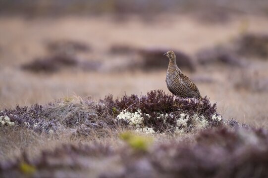Black grouse (Lyrurus tetrix), female, black grouse courtship in Sweden, F&aring;gelsj&ouml;, G&auml;vleborgs l&auml;n, Sweden