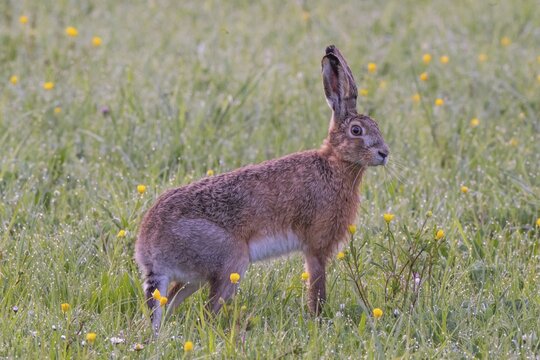 European hare (Lepus europaeus) in wet tall grass, Stuttgart, Rosensteinpark, Baden-W&uuml;rttemberg, Germany