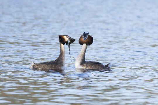 Great crested grebe (Podiceps cristatus) two adult birds performing a weed dance during their love courtship display on a lake in spring, England, United Kingdom