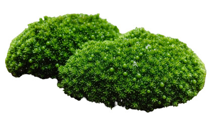 Lush green moss with water droplets, isolated on transparent background © Michael