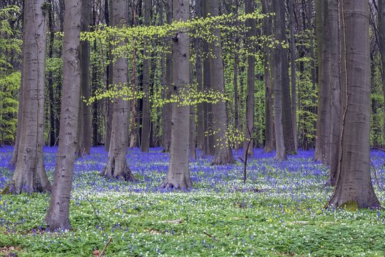Bush anemone (Anemonoides nemorosa) and blue flowering bluebells (Hyacinthoides non-scripta) in the copper beech (Fagus sylvatica) forest, Hallerbos, near Halle, province of Flemish Brabant, Belgium