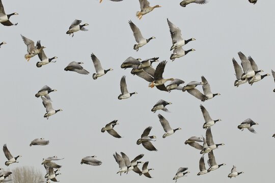 Barnacle goose (Branta leucopsis), barnacle goose, a flock flies up from the resting place, Bislicher Insel, North Rhine-Westphalia, Germany