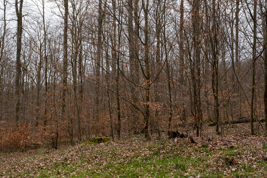 For&ecirc;t en automne, aux arbres d&eacute;nud&eacute;s.