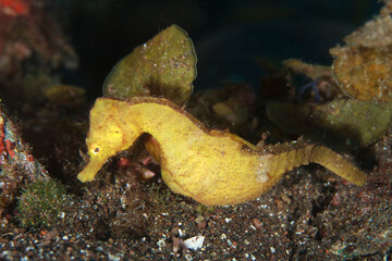 A yellow seahorse (Hippocampus hippocampus) resting on the seafloor of the Atlantic Ocean during the night. © Francisco