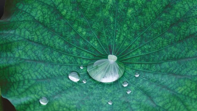 Rounded rainwater droplets rolling across hydrophobic lotus leaf with realistic surface tension, detailed botanical texture, cinematic macro footage and diffused daylight