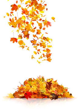 pile of autumn leaves isolated on white background