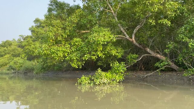 Sundarbans Mangrove Forest Along a Tidal Creek in Khulna, Bangladesh. Sundarbans