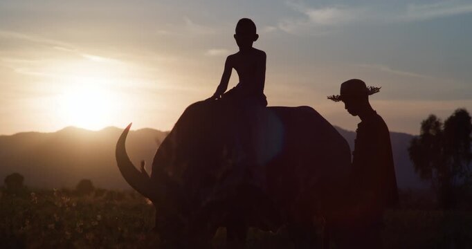 A farmer leads a water buffalo carrying a boy through rural fields, silhouetted against a golden sunset in the Thai countryside.
