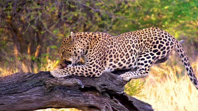 Leopard feeding on raw meat prey sitting on fallen tree in African savanna during golden hour sunlight.