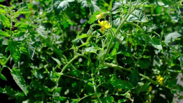 People Planting Flowers Urban Rooftop Garden City Sustainability, Urban gardening community grows herbs and vegetables like mint and tomatoes in sustainable environment.