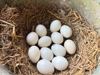 High angle view of fresh organic free range chicken eggs in a traditional straw nest inside a farm coop © Hasapriadi
