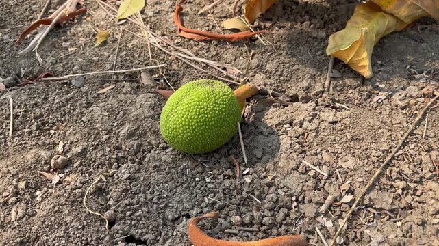 Single Green Breadfruit Fallen on Dry Soil in Summer