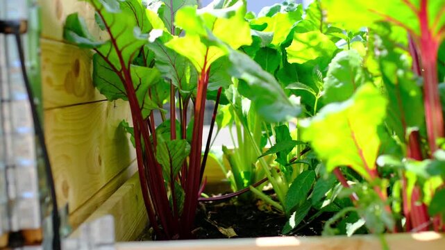 People Planting Flowers Urban Rooftop Garden City Sustainability, Urban gardening community grows herbs and vegetables like mint and tomatoes in sustainable environment.