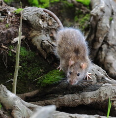 Fototapeta premium A wild gray‑brown rat is sitting on the powerful old roots of a tree