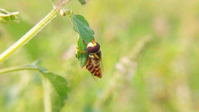 two flies are breeding on a green leaf at close range