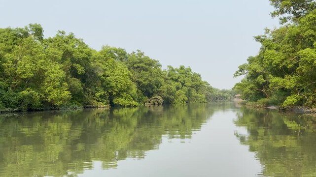 Peaceful Sundarbans Mangrove Creek with Forest Reflections in Bangladesh