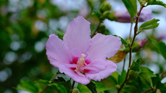 Syrian ketmia or Korean rose, althea (Hibiscus syriacus) flower head close-up, Italy