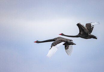 Black Swans Flying © Morrie