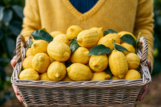 A person from the chest down holds a rectangular wicker basket overflowing with freshly harvested yellow lemons.
