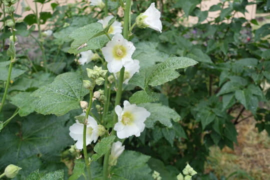 Pure white flowers of common hollyhocks with rain drops in June