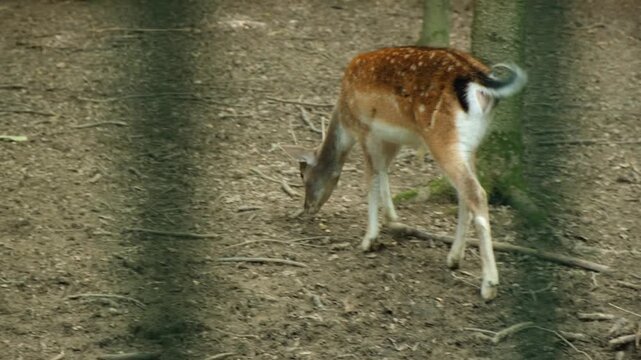 Back view of fallow deer grazing on ground in forest enclosure