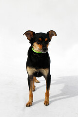 A small black and tan dog stands on a white background. The dog has short hair and a playful expression, showcasing its alert demeanor. © Nadezhda Zaitceva