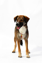 A medium-sized brown dog with a white chest stands on a white background. The dog has a friendly expression and a wagging tail. © Nadezhda Zaitceva