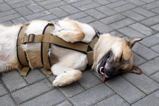 A relaxed dog lies on a paved surface. The dog has a light brown and white coat, wearing a harness. Its tongue is out, and it appears content and playful.