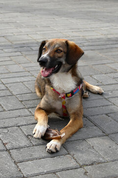 A small brown and white mixed-breed dog lies on a paved surface. The dog has a happy expression and is wearing a colorful harness.