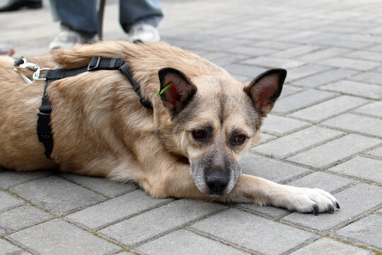 A medium-sized tan dog with a black muzzle lies on a paved surface. The dog appears calm and relaxed, with a harness attached.