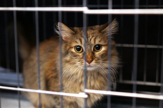 A fluffy orange tabby cat with large eyes sits inside a metal cage. The cat appears curious and alert, with a soft coat and distinct markings.