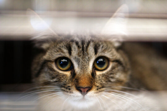 Close-up of a domestic tabby cat with large, expressive eyes. The cat has a gray and brown striped coat, peering through a narrow opening.
