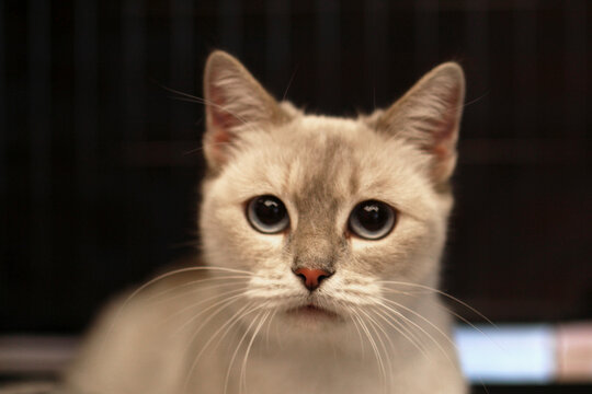 Close-up of a light-colored Siamese cat with striking blue eyes and a short coat. The cat has a calm expression and is set against a dark background.