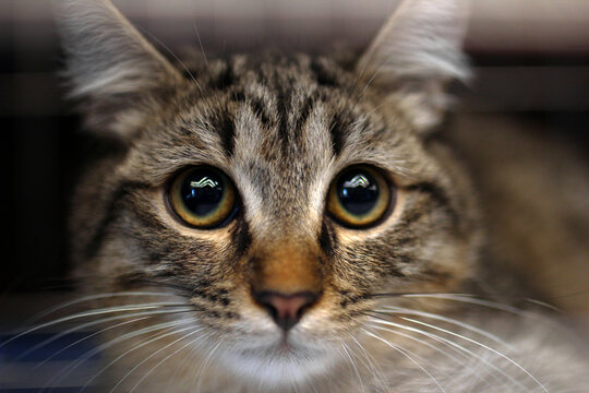 Close-up of a domestic tabby cat with large, expressive eyes. The cat has a brown and black striped coat and a small nose.
