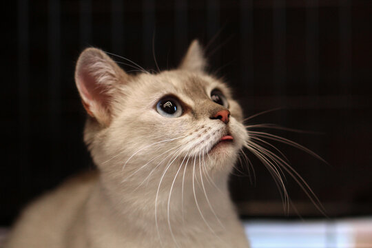 A close-up of a light-colored cat with striking blue eyes and prominent whiskers. The cat appears curious and attentive, looking upwards.