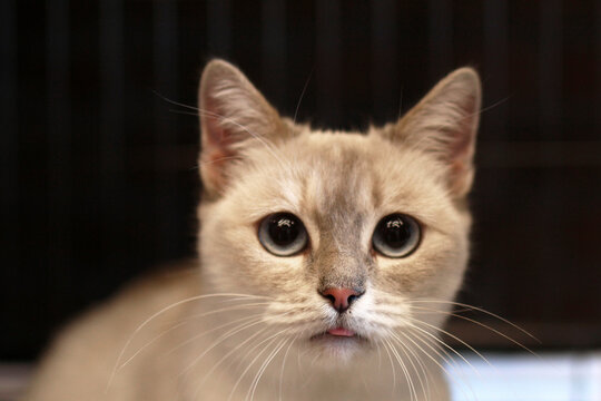 Close-up of a light brown domestic cat with large, expressive eyes and a short coat. The cat has a curious expression and is set against a dark background.