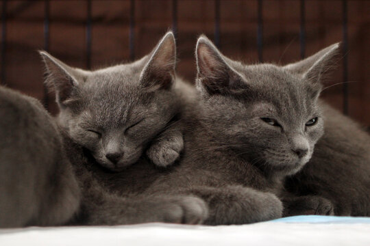 Two gray kittens sleeping closely together. Their fur is soft and fluffy. The background is blurred, focusing on the kittens' peaceful expressions.
