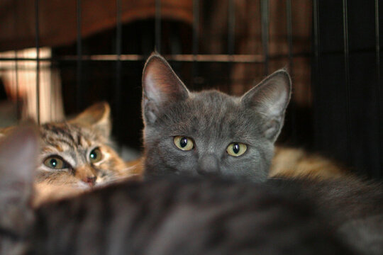 Two cats are visible in a cage. One is a gray tabby with yellow eyes, and the other is a brown tabby with green eyes. They appear curious and alert.