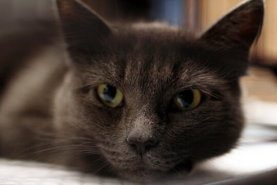 A close-up of a gray domestic cat with yellow eyes. The cat has a sleek coat and is resting on a surface, showcasing its calm demeanor.