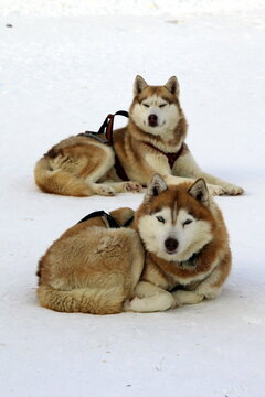 Two Siberian Huskies resting on snow. One is lying down while the other sits upright, both have thick fur and distinctive markings.
